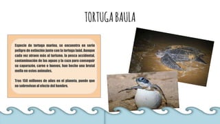 TORTUGABAULA
Especie de tortuga marina, se encuentra en serio
peligro de extinción junto con la tortuga laúd. Aunque
cada vez atraen más al turismo, la pesca accidental,
contaminación de las aguas y la caza para conseguir
su caparazón, carne o huevos, han hecho una brutal
mella en estos animales.
Tras 150 millones de años en el planeta, puede que
no sobrevivan al efecto del hombre.
 