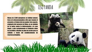 OSOPANDA
Menos de 2.500 ejemplares en hábitat natural.
Esta es la descorazonadora cifra que resume el
presente y el futuro del oso panda. Esta especie,
originaria del suroeste de China, es un símbolo
de la lucha contra la deforestación y la caza
ilegal, y solo recientemente el Gobierno chino
ha accedido a diseñar un plan de acción para su
cuidado a través del establecimiento de
reservas protegidas.
 