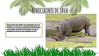 RINOCERONTEDEJAVA
Cazado sobre todo debido a las propiedades que se le
atribuyen a su cuerno en la medicina tradicional china
y como objeto decorativo. Sólo existían cerca de 29
ejemplares en la isla de Java, Indonesia, en 2012.
 