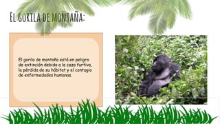 Elgorilademontaña:
El gorila de montaña está en peligro
de extinción debido a la caza furtiva,
la pérdida de su hábitat y el contagio
de enfermedades humanas.
 