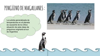 PINGÜINODEMAGALLANES:
La subida generalizada de
temperaturas en el planeta
es causante de la critica
situación de esta clase de
pinguinos originaria al sur
de Argentina
 