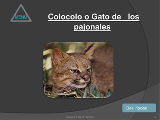 MENÚ   Colocolo o Gato de los
             pajonales




                                   Descripción

           ANIMALES EN EXTINCIÓN                 18
 