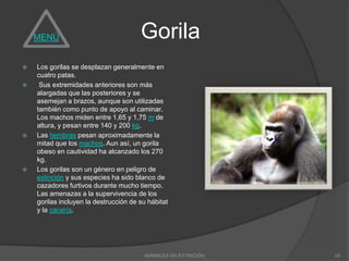 MENÚ                               Gorila
   Los gorilas se desplazan generalmente en
    cuatro patas.
    Sus extremidades anteriores son más
    alargadas que las posteriores y se
    asemejan a brazos, aunque son utilizadas
    también como punto de apoyo al caminar.
    Los machos miden entre 1,65 y 1,75 m de
    altura, y pesan entre 140 y 200 kg.
   Las hembras pesan aproximadamente la
    mitad que los machos. Aun así, un gorila
    obeso en cautividad ha alcanzado los 270
    kg.
   Los gorilas son un género en peligro de
    extinción y sus especies ha sido blanco de
    cazadores furtivos durante mucho tiempo.
    Las amenazas a la supervivencia de los
    gorilas incluyen la destrucción de su hábitat
    y la cacería.




                                        ANIMALES EN EXTINCIÓN   24
 
