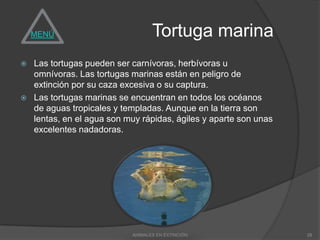 MENÚ                           Tortuga marina
   Las tortugas pueden ser carnívoras, herbívoras u
    omnívoras. Las tortugas marinas están en peligro de
    extinción por su caza excesiva o su captura.
   Las tortugas marinas se encuentran en todos los océanos
    de aguas tropicales y templadas. Aunque en la tierra son
    lentas, en el agua son muy rápidas, ágiles y aparte son unas
    excelentes nadadoras.




                            ANIMALES EN EXTINCIÓN                  28
 