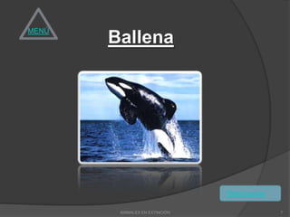 MENÚ
       Ballena




                                Descripción

        ANIMALES EN EXTINCIÓN                 7
 