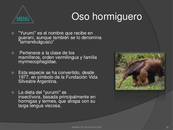 El Oso Es Carnivoro O Herviboro