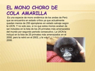 EL MONO CHORO DE
COLA AMARILLA
 Es una especie de mono endémica de los andes de Perú
que se encuentra en estado crítico ya que actualmente
quedan menos de 250 ejemplares en estado salvaje según
la UICN. Y no solo eso, si no que estos monos acaban de
ser incluidos en la lista de los 25 primates más amenazados
del mundo por segundo periodo consecutivo. La UICN la
incluyó en la lista de 25 primates más amenazados en el
2000, pero la retiró en el 2002, y la volvió a incluir en el
2006.
 