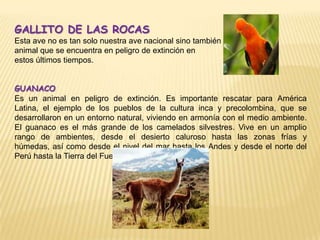 GALLITO DE LAS ROCAS
Esta ave no es tan solo nuestra ave nacional sino también un
animal que se encuentra en peligro de extinción en
estos últimos tiempos.


GUANACO
Es un animal en peligro de extinción. Es importante rescatar para América
Latina, el ejemplo de los pueblos de la cultura inca y precolombina, que se
desarrollaron en un entorno natural, viviendo en armonía con el medio ambiente.
El guanaco es el más grande de los camelados silvestres. Vive en un amplio
rango de ambientes, desde el desierto caluroso hasta las zonas frías y
húmedas, así como desde el nivel del mar hasta los Andes y desde el norte del
Perú hasta la Tierra del Fuego.
 