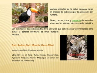 Muchos animales de la selva peruana están
                                         en proceso de extinción por la acción del ser
                                         humano.

                                         Pieles, carnes, caza, y comercio de animales
                                         vivos son las razones de esta mala práctica

Son el Estado y las comunidades de la selva las que deben actuar de inmediato para
evitar la pérdida definitiva de estas especies
valiosas.




Nombre científico: Oreailurus jacobita

Ubicación en el Perú: Puno, Cusco, Huancavelica,
Ayacucho, Arequipa, Tacna y Moquegua (en zonas por
encima de los 3500 msnm).
 