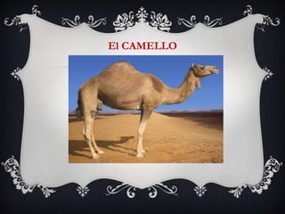 El CAMELLO
 