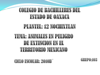 COLEGIO DE BACHILLERES DEL ESTADO DE OAXACA PLANTEL: 12 NOCHIXTLAN TEMA: ANIMALES EN PELIGRO DE EXTINCION EN EL TERRITORIO MEXICANO GRUPO:103 CICLO ESCOLAR: 2010B´ 