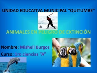 UNIDAD EDUCATIVA MUNICIPAL “QUITUMBE”
ANIMALES EN PELIGRO DE EXTINCIÓN
Nombre: Mishell Burgos
Curso: 1ro ciencias “A”
 