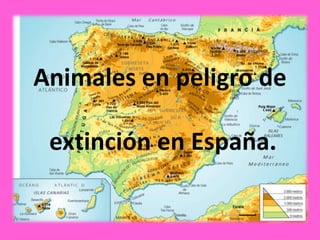 Animales en peligro de

 extinción en España.
 