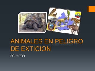 ANIMALES EN PELIGRO
DE EXTICION
ECUADOR
 