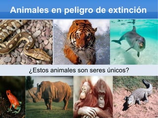 Animales en peligro de extinción ¿Estos animales son seres únicos? 