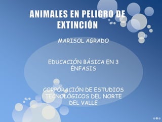 ANIMALES EN PELIGRO DE EXTINCIÓN MARISOL AGRADO  EDUCACIÓN BÁSICA EN 3 ÉNFASIS CORPORACIÓN DE ESTUDIOS TECNOLÓGICOS DEL NORTE DEL VALLE 