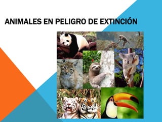 ANIMALES EN PELIGRO DE EXTINCIÓN
 