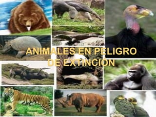 ANIMALES EN PELIGRO
    DE EXTINCIÓN
 