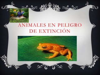 ANIMALES EN PELIGRO
   DE EXTINCIÓN
 