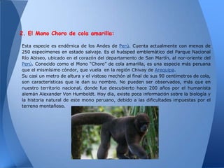 2. El Mono Choro de cola amarilla:

Esta especie es endémica de los Andes de Perú. Cuenta actualmente con menos de
250 especímenes en estado salvaje. Es el huésped emblemático del Parque Nacional
Río Abiseo, ubicado en el corazón del departamento de San Martín, al nor-oriente del
Perú. Conocido como el Mono “Choro” de cola amarilla, es una especie más peruana
que el mismísimo cóndor, que vuela en la región Chivay de Arequipa.
Su casi un metro de altura y el vistoso mechón al final de sus 90 centímetros de cola,
son características que le dan su nombre. No pueden ser observados, más que en
nuestro territorio nacional, donde fue descubierto hace 200 años por el humanista
alemán Alexander Von Humboldt. Hoy día, existe poca información sobre la biología y
la historia natural de este mono peruano, debido a las dificultades impuestas por el
terreno montañoso.
 