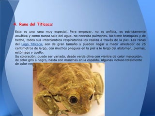 4. Rana del Titicaca:
Esta es una rana muy especial. Para empezar, no es anfibia, es estrictamente
acuática y como nunca sale del agua, no necesita pulmones. No tiene branquias y de
hecho, todos sus intercambios respiratorios los realiza a través de la piel. Las ranas
del Lago Titicaca, son de gran tamaño y pueden llegar a medir alrededor de 25
centímetros de largo, con muchos pliegues en la piel a lo largo del abdomen, piernas,
estómago y cuello.
Su coloración, puede ser variada, desde verde oliva con vientre de color melocotón,
de color gris a negro, hasta con manchas en la espalda. Algunas incluso totalmente
de color negro.
 
