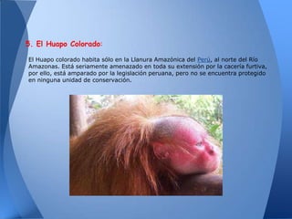 5. El Huapo Colorado:

El Huapo colorado habita sólo en la Llanura Amazónica del Perú, al norte del Río
Amazonas. Está seriamente amenazado en toda su extensión por la cacería furtiva,
por ello, está amparado por la legislación peruana, pero no se encuentra protegido
en ninguna unidad de conservación.
 