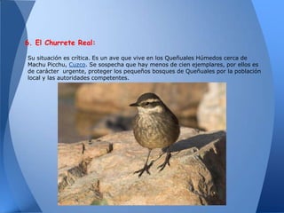 6. El Churrete Real:

Su situación es crítica. Es un ave que vive en los Queñuales Húmedos cerca de
Machu Picchu, Cuzco. Se sospecha que hay menos de cien ejemplares, por ellos es
de carácter urgente, proteger los pequeños bosques de Queñuales por la población
local y las autoridades competentes.
 