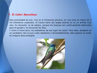 7. El Colibrí Maravilloso:

Esta preciosidad de ave, vive en el Amazonas peruano, en una zona no mayor de 2
mil kilómetros cuadrados. El macho tiene dos largas plumas ye es un animal muy
raro. Su situación, es de peligro, porque los bosques son continuamente destruidos
para el ganado y la extracción de leña.
Y como si fuera poco, los pobladores de ese lugar los cazan. Para ellos, atraparlo es
un verdadero reto ya que vuela rapidísimo y lamentablemente, ésta especie no existe
en ninguna área protegida
 