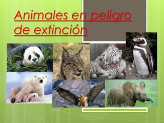 Animales en peligro
de extinción
 