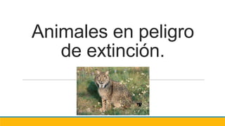 Animales en peligro
de extinción.
 