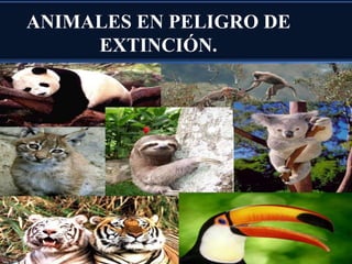 ANIMALES EN PELIGRO DE
EXTINCIÓN.
 