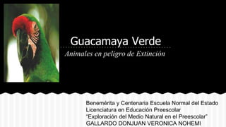 Guacamaya Verde
Animales en peligro de Extinción
Benemérita y Centenaria Escuela Normal del Estado
Licenciatura en Educación Preescolar
“Exploración del Medio Natural en el Preescolar”
GALLARDO DONJUAN VERONICA NOHEMI
 