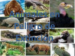 Animales en 
Peligro de 
Extinción 
 