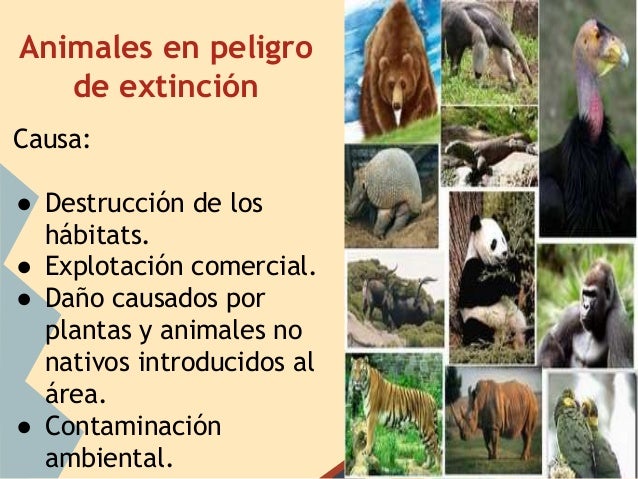 5 Animales En Peligro De Extinción Y Sus Causas