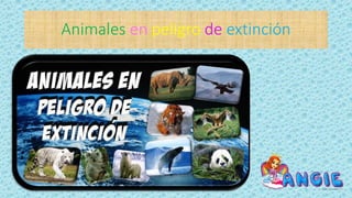 Animales en peligro de extinción
 