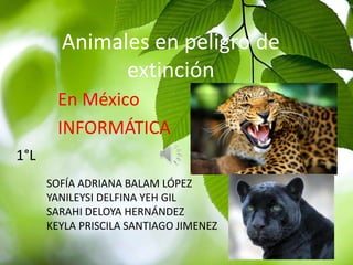 Animales en peligro de
extinción
En México
INFORMÁTICA
SOFÍA ADRIANA BALAM LÓPEZ
YANILEYSI DELFINA YEH GIL
SARAHI DELOYA HERNÁNDEZ
KEYLA PRISCILA SANTIAGO JIMENEZ
1°L
 