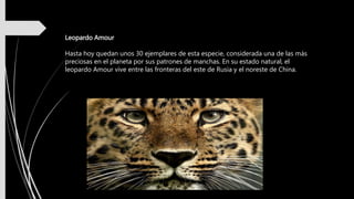 Leopardo Amour
Hasta hoy quedan unos 30 ejemplares de esta especie, considerada una de las más
preciosas en el planeta por sus patrones de manchas. En su estado natural, el
leopardo Amour vive entre las fronteras del este de Rusia y el noreste de China.
 