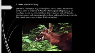 El saola o buey de Vu Quang
Se trata de una especie muy peculiar por su extraña belleza. Es conocido
también como el unicornio de Asia; ha sido muy poco fotografiado, y sus
manchas y cuerno son enternecedores. Se cree que hay sólo 100 de estos
ejemplares, pues suele cazarse para la medicina tradicional china y vietnamita.
Esta especie vive en las montañas de Vietnam y Laos.
 