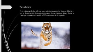 Tigre siberiano
Es el más grande los felinos, una majestuosa especie. Vive en Siberia y,
por la degradación de su ecosistema en tierras bajas de Asia y Rusia, se
cree que hoy existen de 400 a 500 miembros de la especie.
 