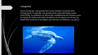 Tortuga laúd
Esta es la tortuga más grande del mundo, también conocida como
tortuga baula: su ejemplar más grande jamás registrado llegó a pesar
hasta 916kg. Su población ha disminuido notablemente por factores como
la ingesta de residuos de bolsas de plástico en las playas y en el mar, los
desarrollos turísticos en las playas, que merman su anidación, y su pesca.
 