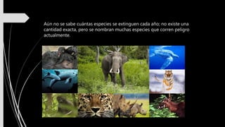 Aún no se sabe cuántas especies se extinguen cada año; no existe una
cantidad exacta, pero se nombran muchas especies que corren peligro
actualmente.
 