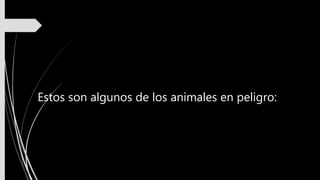 Estos son algunos de los animales en peligro:
 