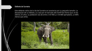 Elefante de Sumatra
Este elefante nativo de la isla de Sumatra se caracteriza por su pequeño tamaño. La
devastación de su hábitat y su caza por el mercado del marfil han hecho que, en los
últimos 25 años, su población sea de entre 2 mil 400 y 2 mil 800 ejemplares, un 80%
menos que antes.
 