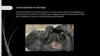 Gorila occidental de las Tierras Bajas
Han disminuido en los últimos años por su caza, pues su carne es considerada un
lujo gourmet, y también por el Ébola, que en algunas regiones ha devastado a 90%
de su población, como en el caso del bosque de Minkébé.
 
