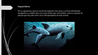 Vaquita Marina
Por su apariencia, esta es una de las especies más raras y curiosas del planeta:
semejante a un delfín pero con unos lindos ojos manchados, como un panda. Se
calcula que hoy sólo viven unos 100 ejemplares de este animal.
 