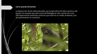 Lémur grande del bambú
La destrucción de las selvas pluviales, por la agricultura de tala y quema y del
bambú, ha causado que este mono de Madagascar sólo cuente con unos
200 especímenes existentes, entre los que están en su medio ambiente y los
que permanecen en cautiverio.
 