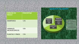 ESPECIES EN
RIESGO
PORCENTAJE
MAMÍFEROS 12%
ANIMALES
MICROSCOPICOS
16%
PLANTAS Y PINOS 15%
ANIMALES
MICROSCOP
ICOS
37%
MAMÍFEROS
28%
PLANTAS Y
PINOS
35%
ANIMALES EN RIESGO
ANIMALES
MICROSCOPICOS
MAMÍFEROS
PLANTAS Y PINOS
 