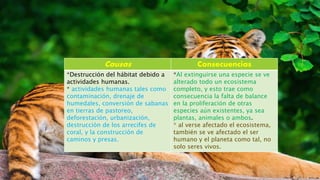Causas Consecuencias
*Destrucción del hábitat debido a
actividades humanas.
* actividades humanas tales como
contaminación, drenaje de
humedales, conversión de sabanas
en tierras de pastoreo,
deforestación, urbanización,
destrucción de los arrecifes de
coral, y la construcción de
caminos y presas.
*Al extinguirse una especie se ve
alterado todo un ecosistema
completo, y esto trae como
consecuencia la falta de balance
en la proliferación de otras
especies aún existentes, ya sea
plantas, animales o ambos.
* al verse afectado el ecosistema,
también se ve afectado el ser
humano y el planeta como tal, no
solo seres vivos.
 