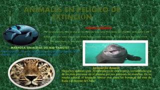 ANIMALES EN PELIGRO DE
EXTINCIÓN
VAQUITA MARINA
Por su apariencia, esta es una de las especies más raras y curiosas del planeta: semejante a un
delfín pero con unos lindos ojos manchados, como un panda. Se calcula que hoy sólo viven
unos 100 ejemplares de este animal.
MARPOSA SIN ALETAS DEL RÍO YANGTSÉ
Esta especie, de una apariencia sumamente tierna, sólo
cuenta con unos 1,800 individuos con vida.
Leopardo Amour
Hasta hoy quedan unos 30 ejemplares de esta especie, considerada una
de las más preciosas en el planeta por sus patrones de manchas. En su
estado natural, el leopardo Amour vive entre las fronteras del este de
Rusia y elnoreste deChina.
 