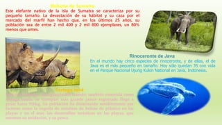 Elefante de Sumatra
Este elefante nativo de la isla de Sumatra se caracteriza por su
pequeño tamaño. La devastación de su hábitat y su caza por el
mercado del marfil han hecho que, en los últimos 25 años, su
población sea de entre 2 mil 400 y 2 mil 800 ejemplares, un 80%
menos que antes.
Rinoceronte de Java
En el mundo hay cinco especies de rinoceronte, y de ellas, el de
Java es el más pequeño en tamaño. Hoy sólo quedan 35 con vida
en el Parque Nacional Ujung Kulon National en Java, Indonesia.
Tortuga laúd
Esta es la tortuga más grande del mundo, también conocida como
tortuga baula: su ejemplar más grande jamás registrado llegó a
pesar hasta 916kg. Su población ha disminuido notablemente por
factores como la ingesta de residuos de bolsas de plástico en las
playas y en el mar, los desarrollos turísticos en las playas, que
merman su anidación, y su pesca.
 